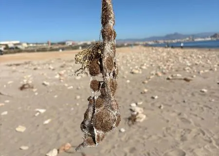 Beach clean-up collects plastic waste in Alicante